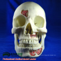 DENTAL10(12569) Human Medical Anatomical Adult Osteopathic Skull Models 10-Part